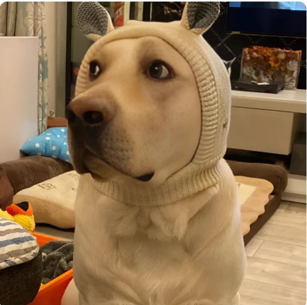 Pet accessory: green knitted dog hat with ear holes for extra winter warmth and style