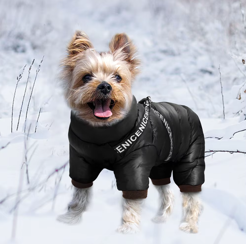 Warm red dog winter coat with integrated harness for outdoor adventures in snow.