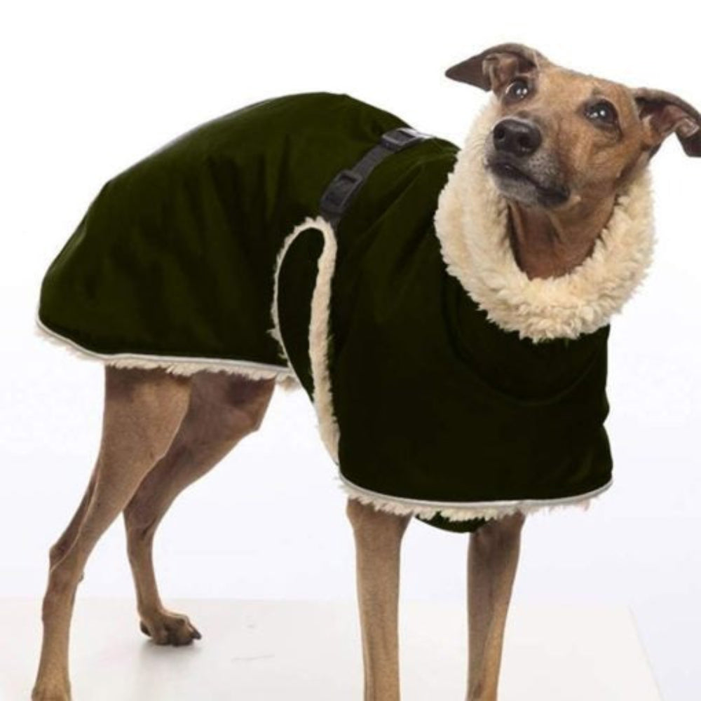 Greyhound wearing a cosy fleece-lined winter dog jacket, water-resistant, ideal sighthound apparel