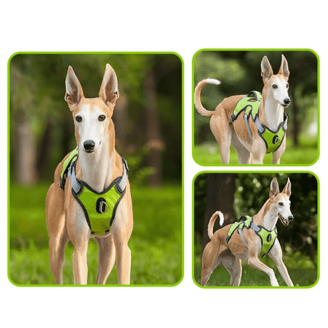 Dog wearing a comfortable, adjustable, reflective waterproof harness during a night walk.