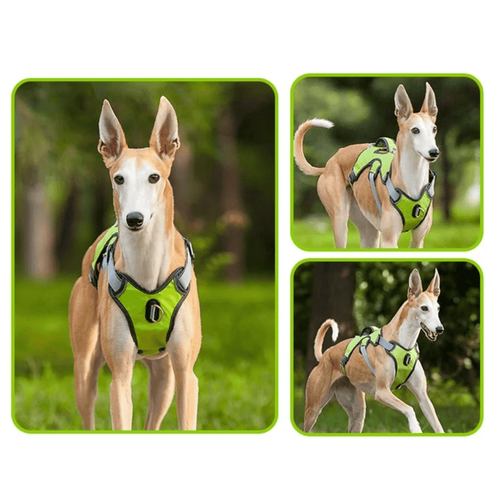 Dog wearing a comfortable, adjustable, reflective waterproof harness during a night walk.