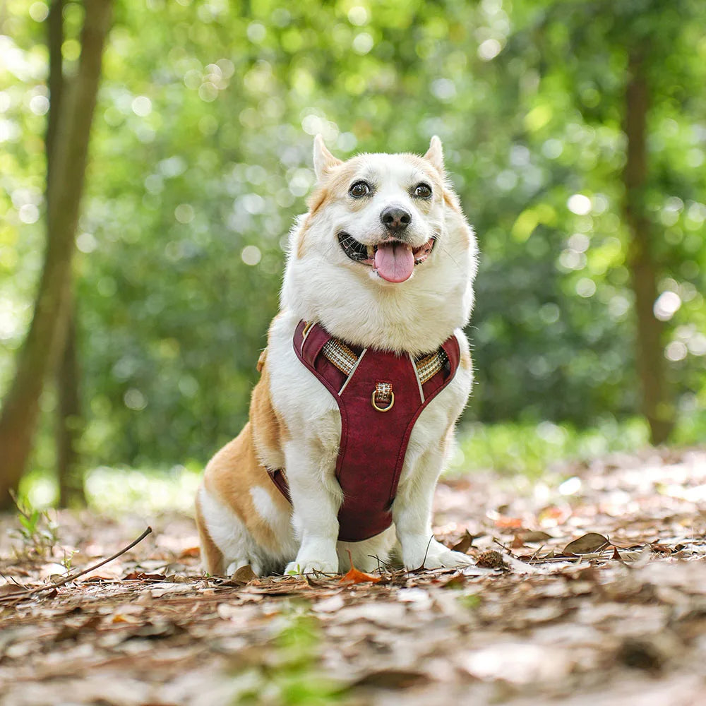 Adjustable dog harness with reflective strips, designed for waterproof pet safety and outdoor adventures