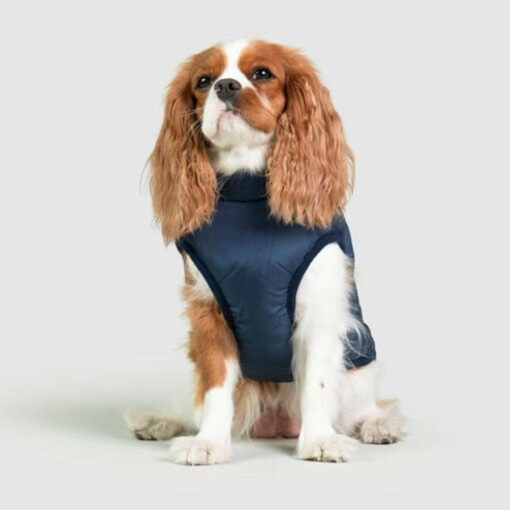 Blue waterproof dog jacket featuring an integrated harness, designed for ultimate pet comfort.