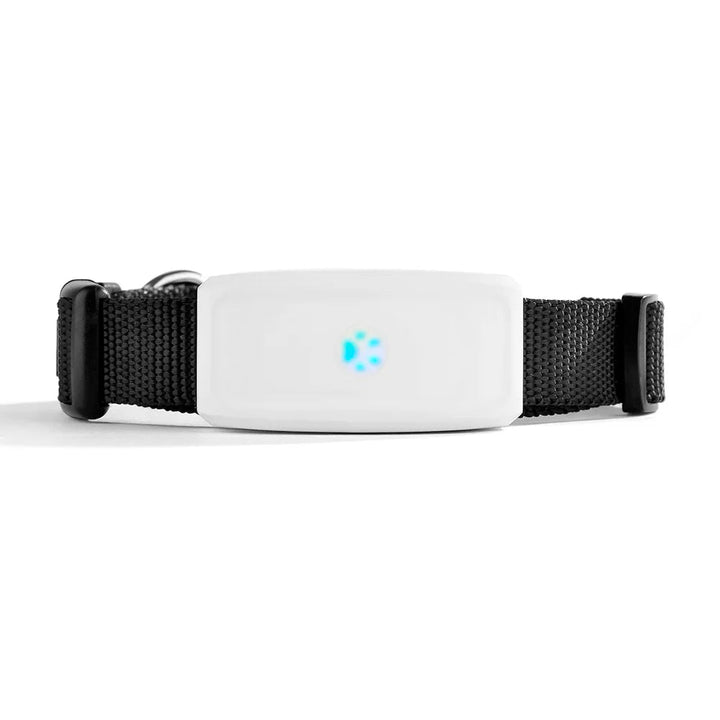 Compact waterproof pet GPS tracker attached to a dog collar, showing its small size and durability.