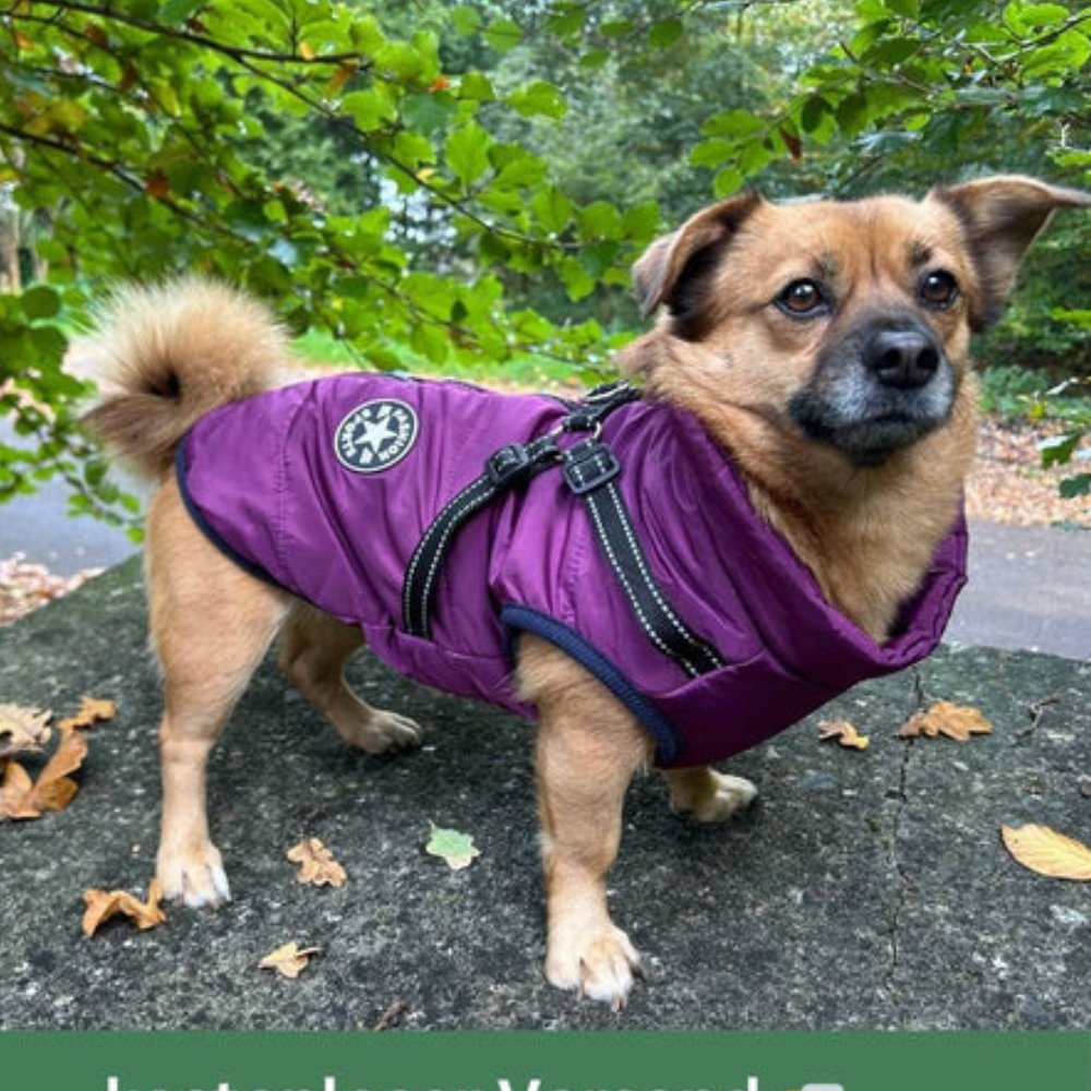 Insulated dog winter coat. Pet gear designed for warmth & comfort. Features a secure built-in dog harness.