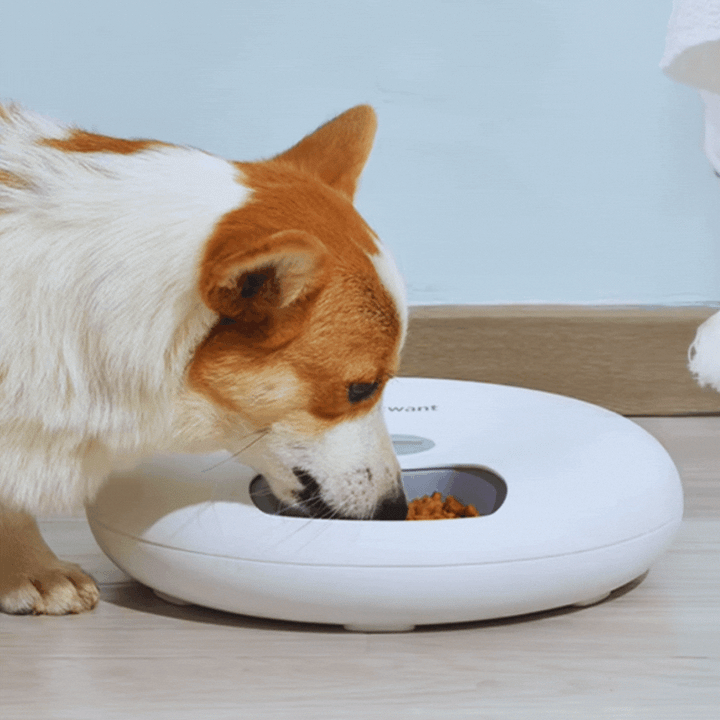 Digital pet food dispenser bowl, white, automatic feeder for convenient pet feeding