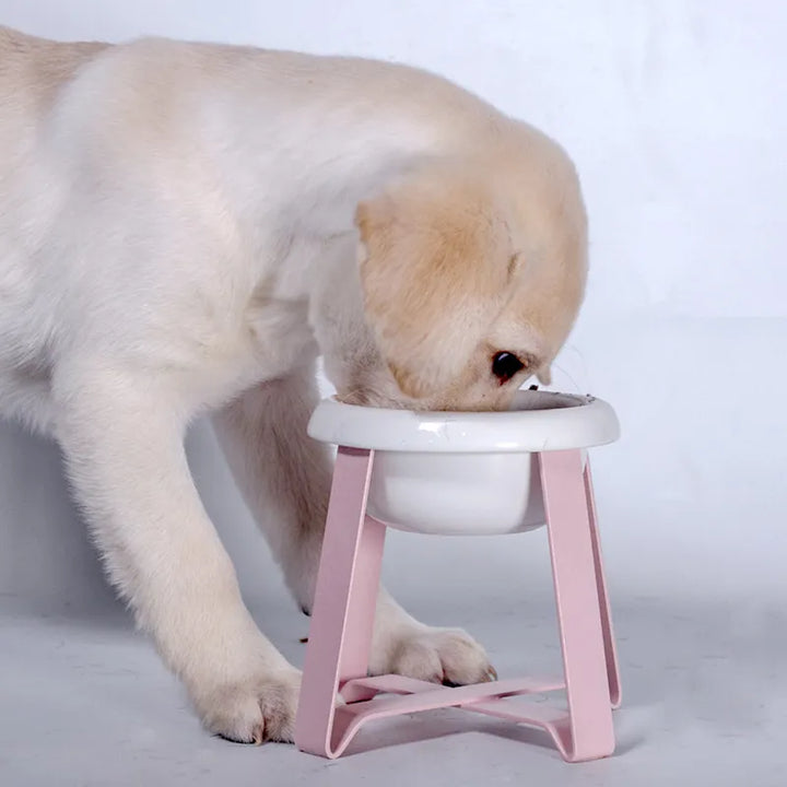 White ceramic raised dog bowl with metal stand for small dogs, ergonomic pet feeder