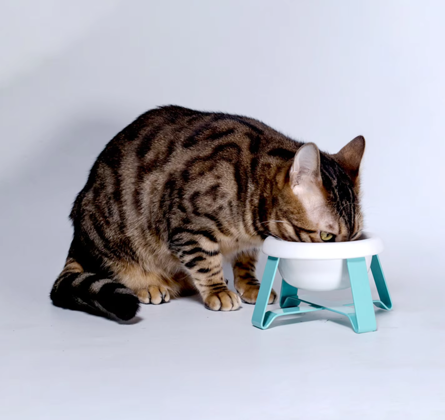 Stylish white pet bowl with black metal elevated stand, perfect for small dogs' care