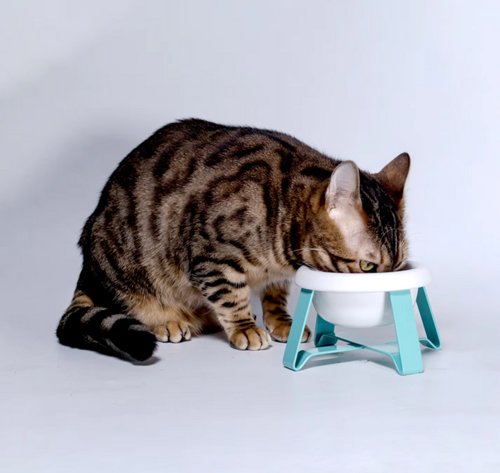 Stylish white pet bowl with black metal elevated stand, perfect for small dogs' care
