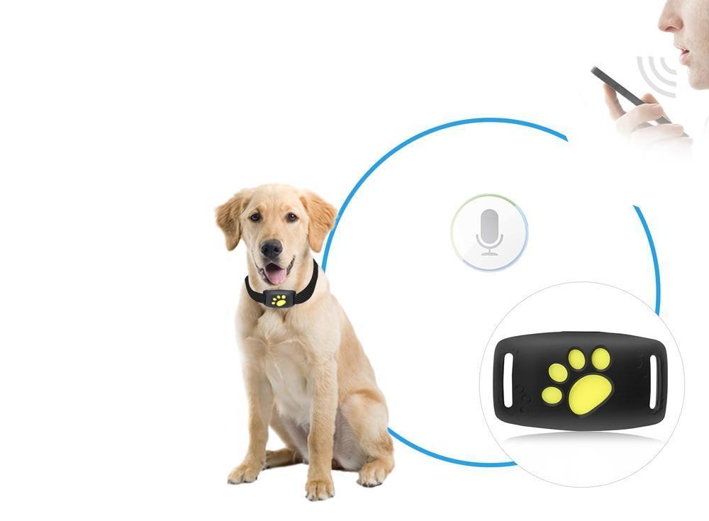 GPS cat tracker collar in action on a cat outdoors, providing real-time pet safety and tracking