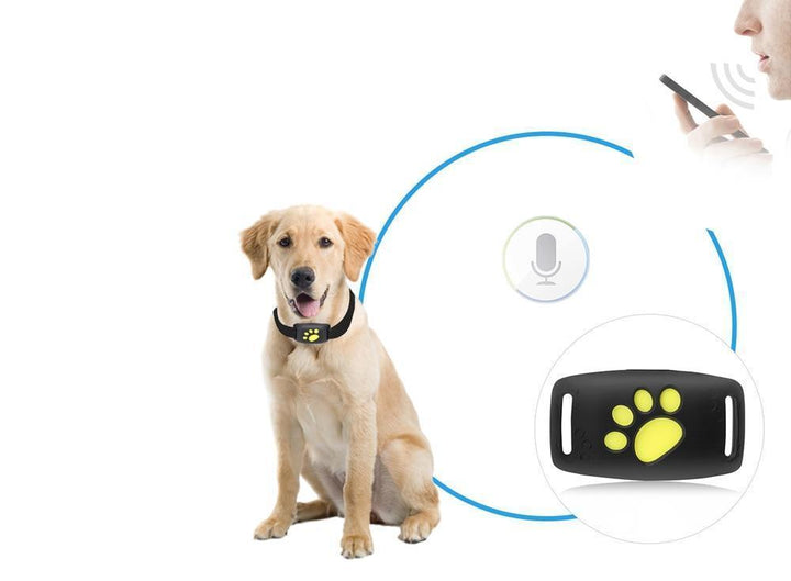 GPS cat tracker collar in action on a cat outdoors, providing real-time pet safety and tracking