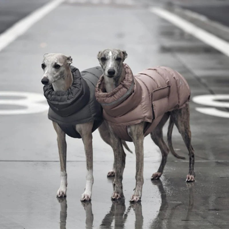 Dog in a red insulated winter coat, reflective stripes, enjoying outdoor cold weather