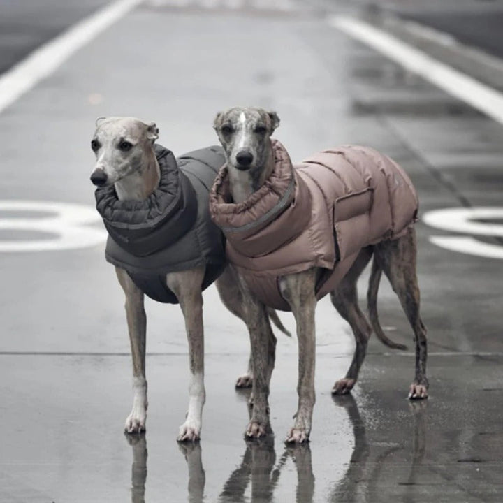 Dog in a red insulated winter coat, reflective stripes, enjoying outdoor cold weather
