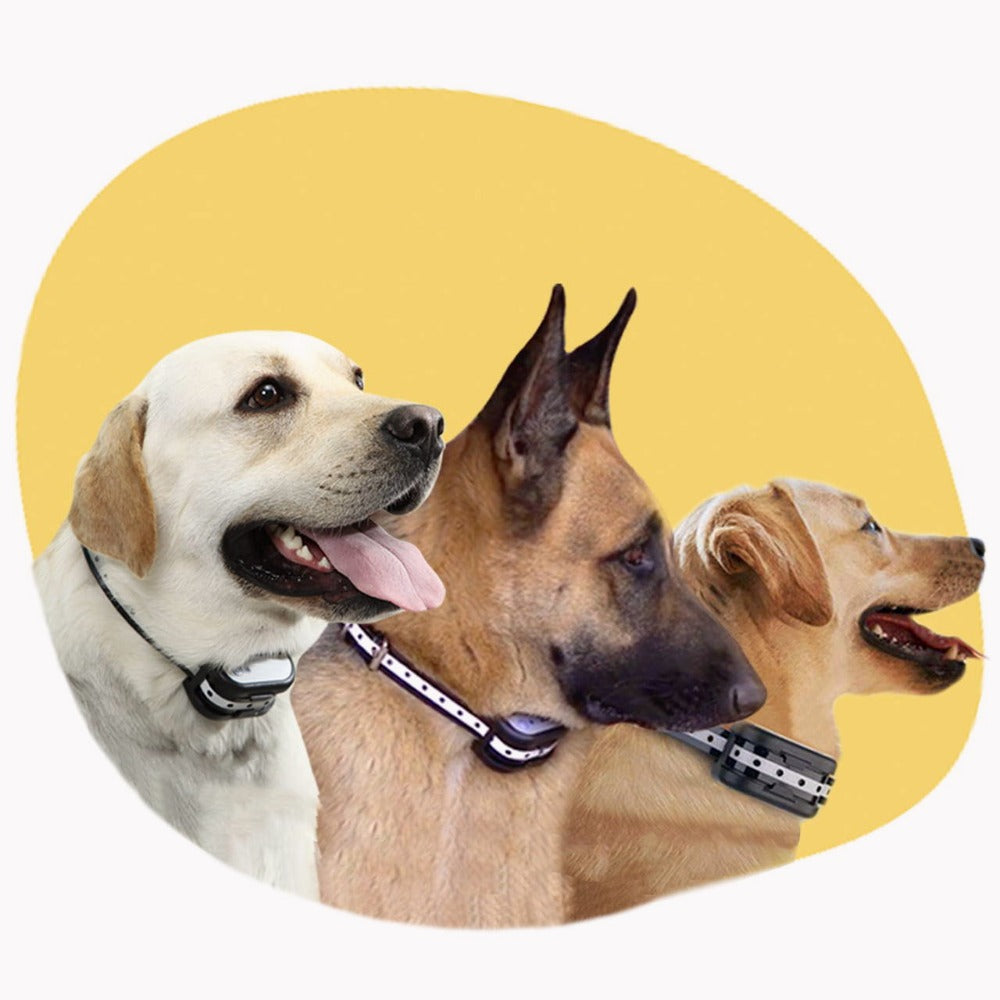 Pet training wireless fence kit with base unit and receiver collar for dog boundary.