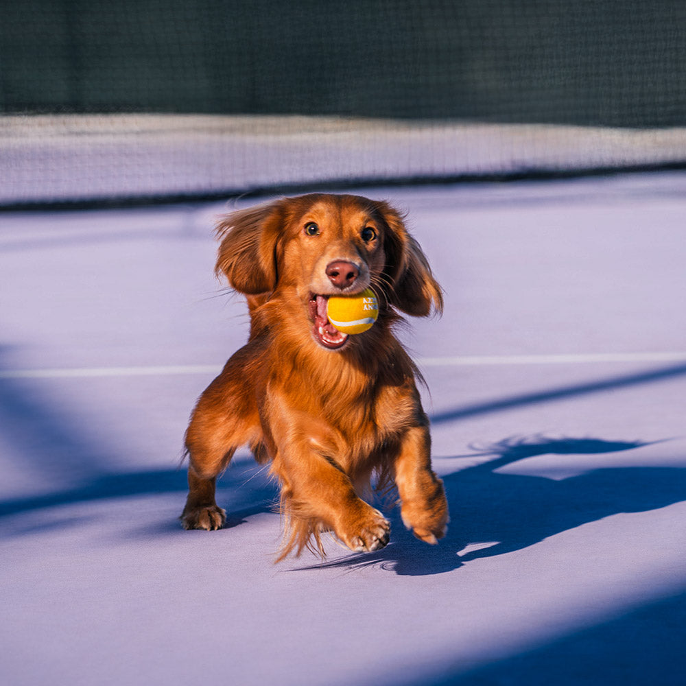 Close-up of a blue squeaky tennis ball dog toy with texture, ideal for pet training.