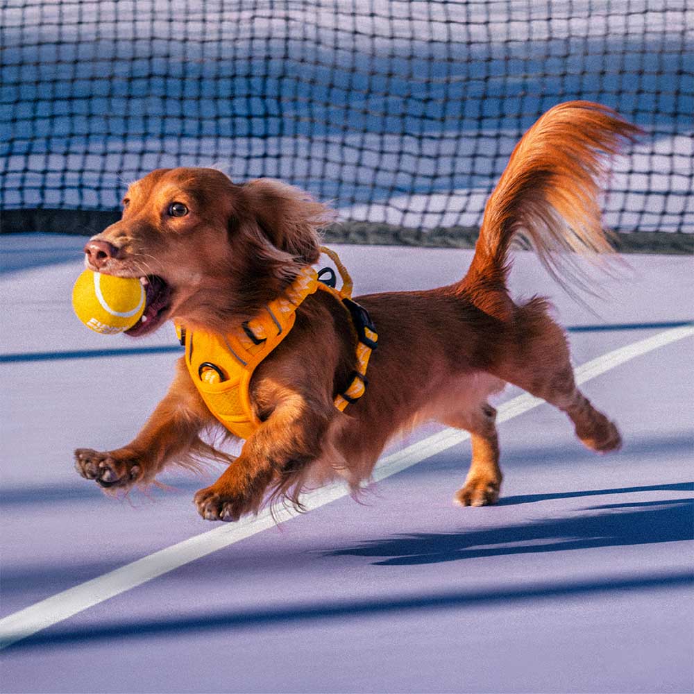 A happy golden retriever running with a green squeaky tennis ball fetch toy in its mouth.