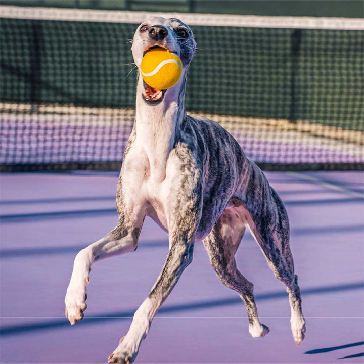 Assorted pack of colorful squeaky tennis ball dog toys, durable pet supplies for all breeds.
