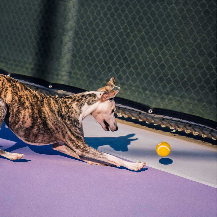Large dog holding a robust squeaky tennis ball, designed for aggressive chewers and play.