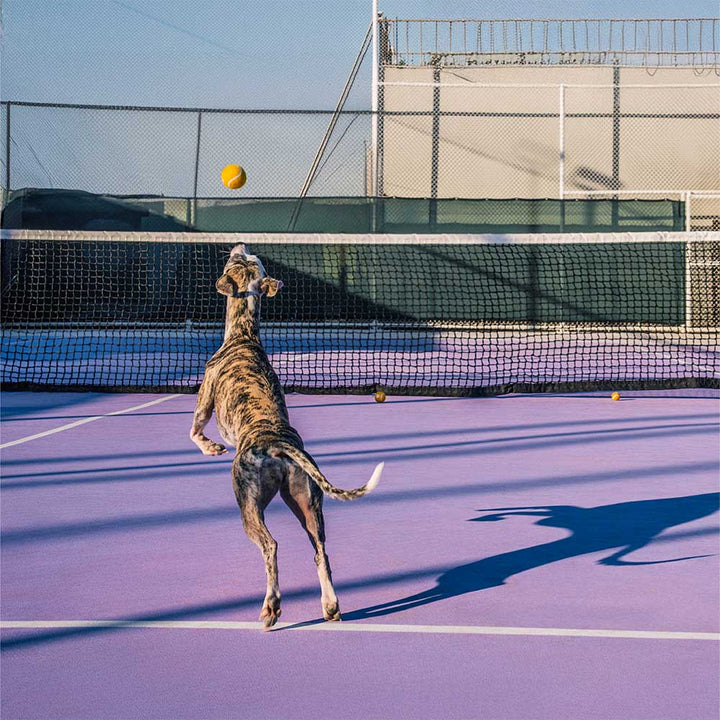 Interactive squeaky tennis ball dog toy, made from non-toxic rubber for safe fetch play.