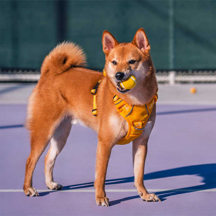Three squeaky tennis ball dog toys in red, blue, and yellow, durable and perfect for training.